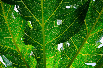 Closeup, detail and texture of papaya leaf, wonderful green background, beautiful veins in a leaf