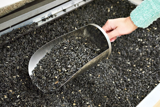 Buyer with scoop takes sunflower seeds in shell