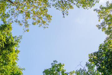 green trees with space for texture