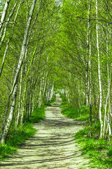 Fototapety  Ścieżka w lesie brzozowym
