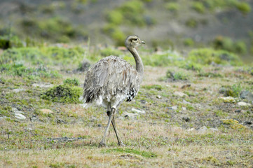 Nandu im Torres del Paine Nationalpark in Chile