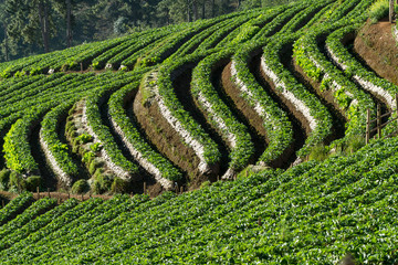 Fresh Strawberry field on the mountain