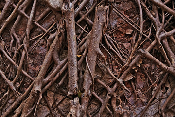 Picture of trees in a jungle.