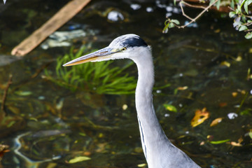 青サギ　芦ノ湖