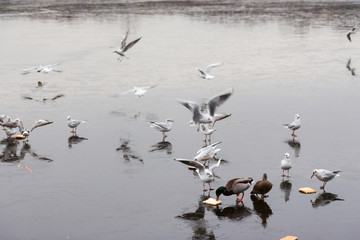 Swans birds and ducks in the wild