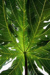 Closeup, detail and texture of papaya leaf, wonderful green background, beautiful veins in a leaf