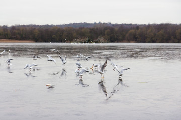 Birds feeding in the wild