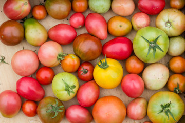 Fototapeta na wymiar many colorful tomatoes with different size background
