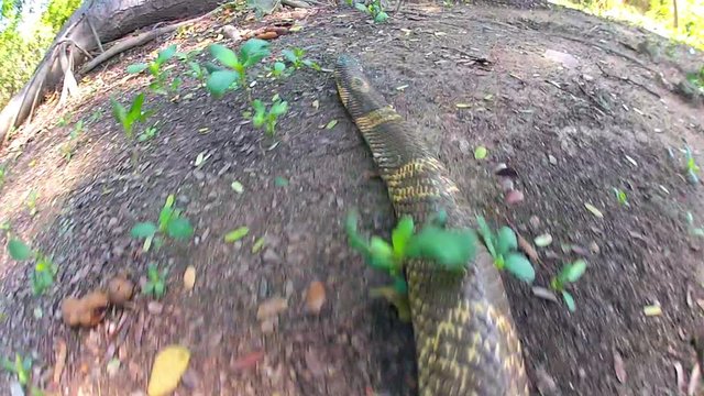 Cobras slither through in Thailand