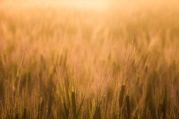 Grass On Sunset