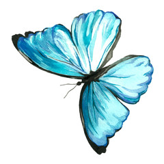 Illustration of a blue butterfly painted by hand with watercolor