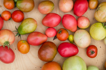 many colorful tomatoes with different size background