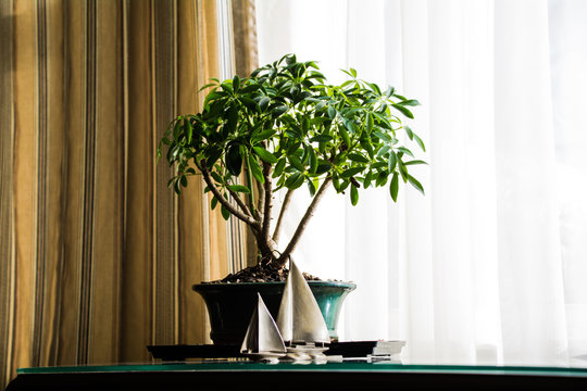 Bonsai tree on table.