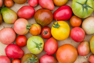 many colorful tomatoes with different size background