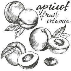 apricot fruit set hand drawn vector llustration realistic sketch