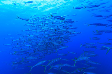 バラクーダの群れ