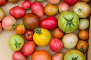 many colorful tomatoes with different size background