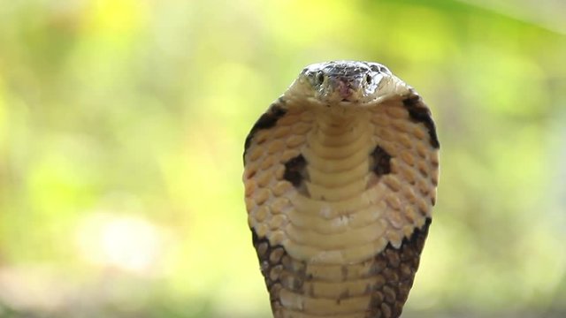Cobras slither through in Thailand