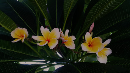 Nice group of white plumeria flowers