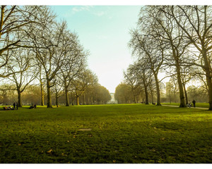 Tree line near Buckingham Palace - obrazy, fototapety, plakaty