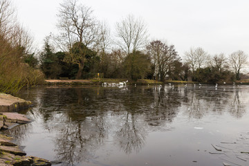Swans birds and Ducks in the countryside in middle England