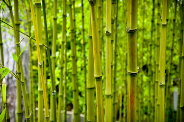 Bamboo