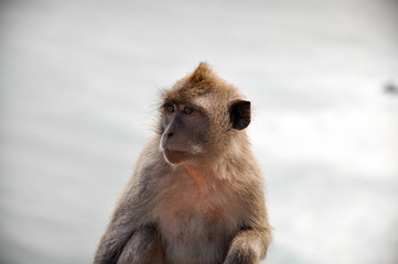 Curious monkey