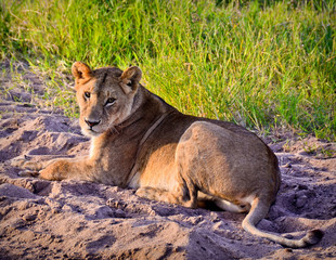The Lioness