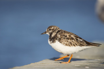 A Ruddy Turnstone walks on a wooden dock in the bright sun with a smooth blue background.