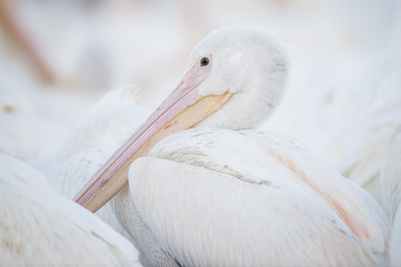 An American White Pelican close up view of its head and beak in soft light showing off its pink and orange beak.