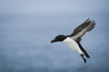 An adult Razorbill comes in for a landing with its feet hanging down and wings back in front of a blue ocean background.