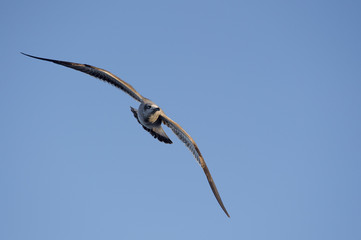 A Laughing Gull flies towards the camera with its wings spread against a bright blue sky.