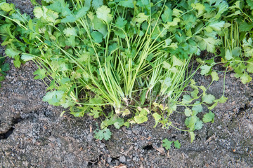Coriander harvesting background