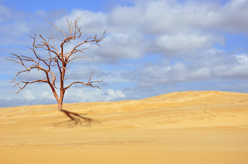Dead tree in deserted sand dune under blue sky. Drought, climate change concepts and surreal landscape. Digital photo manipulation. Copy space for text.