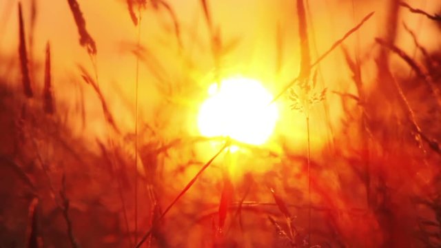 Pull focus shot of the perfect meadow sunset with summer grass