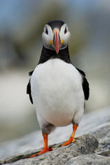 An Atlantic Puffin stands on a rock staring straight at the camera with its bill looking rather narrow.