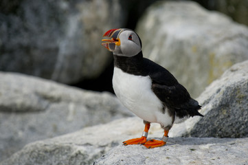 An Atlantic Puffin calls out loudly while standing on rocks in the soft sun.