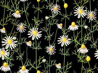 Seamless floral pattern with chamomile flowers. Summer backgroun