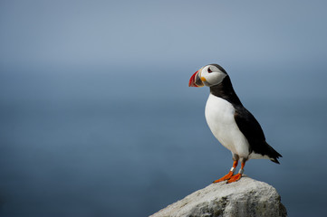 A lone Atlantic Puffin stands on a rock in front of the Atlantic Ocean on a sunny day.