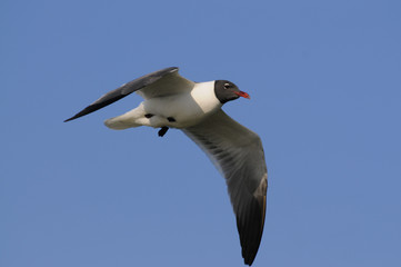 A Laughing Gull flying against a bright blue sky on a sunny day.