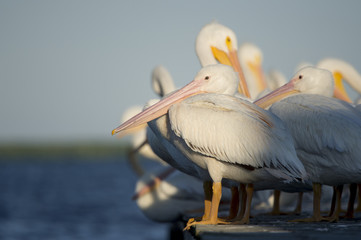 An American White Pelican stands on a wooden dock in front of a flock of pelicans in the late afternoon sun.