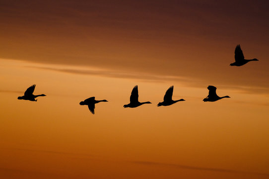 A silhouette of a flock of Canada Geese flying in front of an orange sunset.