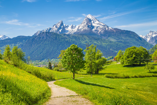 Hiking trail in the Alps with blooming meadows in springtime