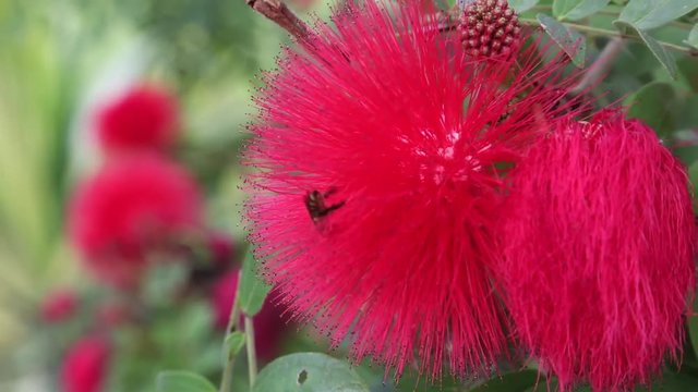 honey bee gathering nectar from Calliandra haematocephala flower in the Daan park Taipei city-Dan