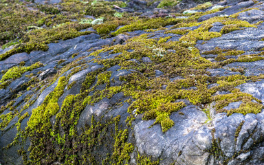 Green moss background texture beautiful in nature