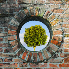 Old round window on brick wall with tree on background - concept image