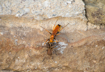 large yellow wasp wolf fighting with brown spider on a stone wall rough