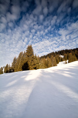 snowy hill and forest over blue sky