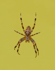 Photo of a crowned orb weaver next to a yellow surface