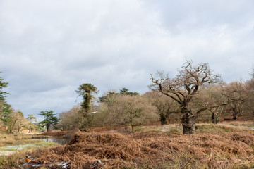 A local park in England